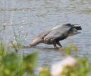 DSC_0107.JPG