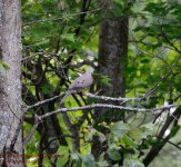 230 Dove-130818_01.jpg