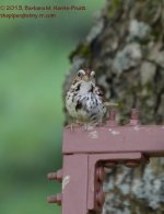 230 Sparrow-130818_01.jpg
