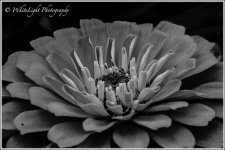 DSC__WLP_0001-151.jpg
