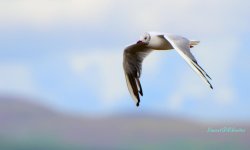 12 Aug 2013 Seagull - WM.jpg