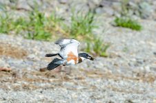 DSC_0545.jpg