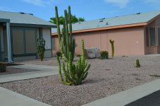 Mexican Fence Post (Taller Cactus).jpg