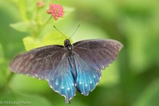 Butterfly2.jpg