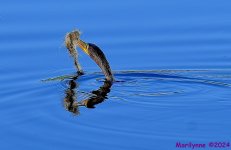 DSC_6683_001.JPG
