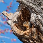 SquirrelHole-1.jpg