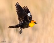 YHBBFlight-11.jpg