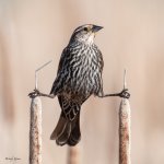 RWBBPerched-10.jpg