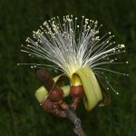 BrushFlower.jpg