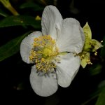 Carpenteria3.jpg
