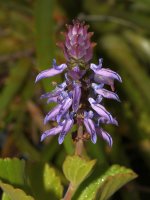 Coleus.jpg