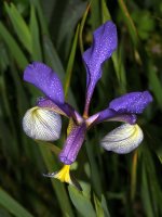 Iris6.jpg