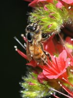 Bee2.jpg