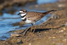 Killdeer-10.jpg