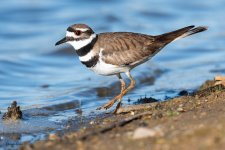 Killdeer-11.jpg