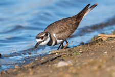Killdeer-12.jpg
