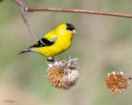 Goldfinch-10.jpg