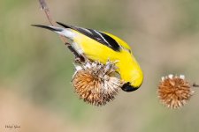 Goldfinch-11.jpg