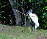 DSC_6742_001.JPG