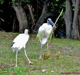 DSC_6745_001.JPG