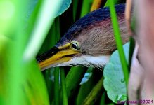 DSC_6803_001.JPG