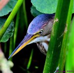 DSC_6807_001.JPG