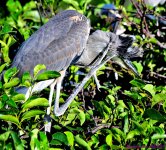 DSC_6850_001.JPG