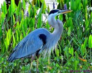 DSC_6990_001.JPG