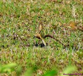 DSC_6994_001.JPG