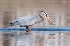 GBHCatchRock-12.jpg
