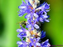 DSC_7036_001.JPG