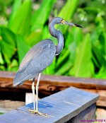 DSC_7100_001.JPG