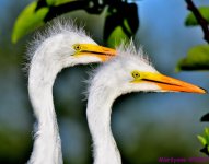 DSC_7090_001.JPG