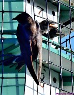 DSC_7168_001.JPG