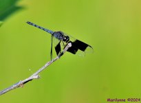 DSC_7223_001.JPG