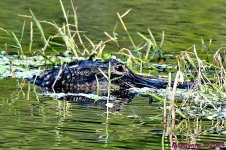 DSC_7293_001.JPG