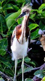 DSC_7300_001.JPG