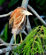 DSC_7313_001.JPG