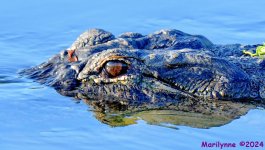 DSC_7338_stitch5_001.JPG