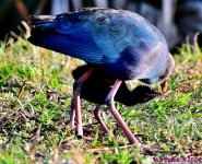 DSC_7343_001.JPG