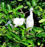 DSC_7372_001.JPG