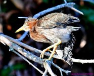 DSC_7383_001.JPG