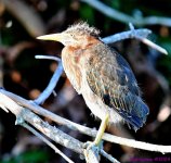 DSC_7387_001.JPG