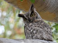 Owl.jpg