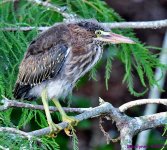 DSC_7439_001.JPG