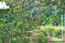 DSC_7486_001.JPG