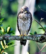 DSC_7513_001.JPG