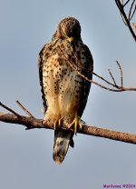 DSC_7558_001.JPG