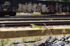 2024-05-11 002 Railfan Lizard at Cayce SC - for upload.jpg