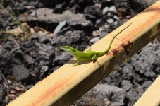 2024-05-11 001 Railfan Lizard at Cayce SC - for upload.jpg